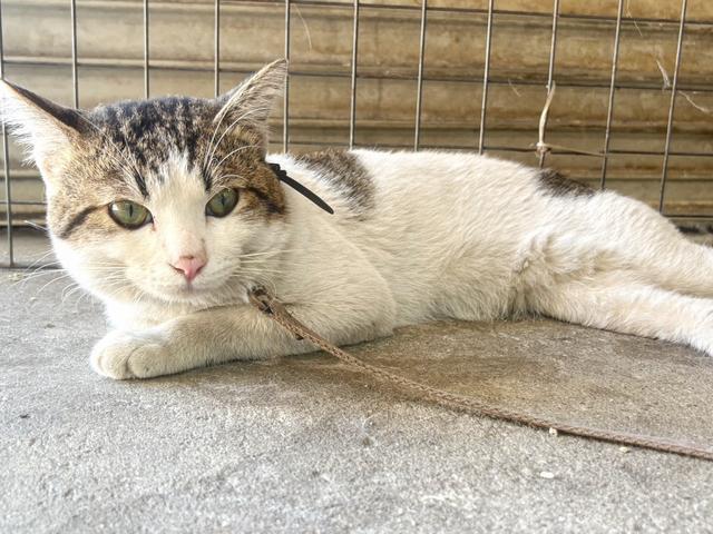 今年から仲間になった『チビ君』♪警戒心強めなお兄ちゃんで『ジャックナイフ』の異名を持ちます。