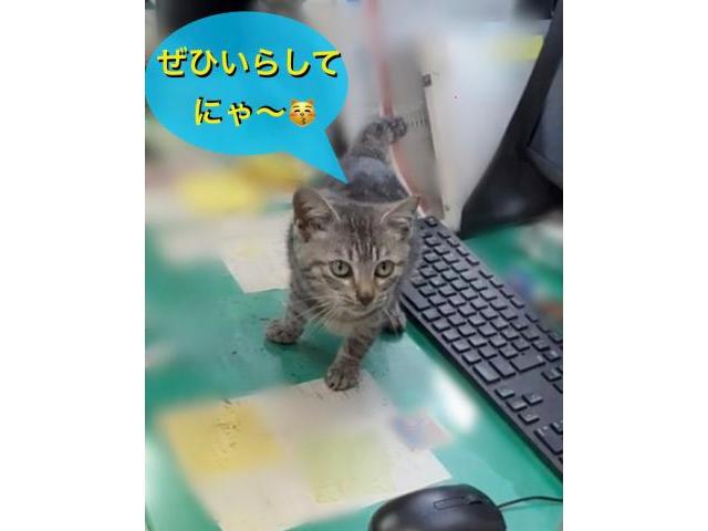 ホンダ　フリード　
アルパイン　ディスプレイオーディオ取り付け